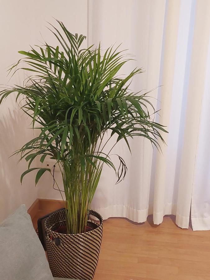 Conte Rosso Apartment Roma Dış mekan fotoğraf